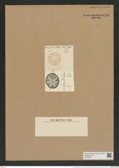 Asteromphalus reticulatus Cleve. (de-Toni-Nr.: Genus 236, Species 5698) Zeichnungen Sammlung Grunow Nr. 9702 (NHMW-BOT-W0379642)